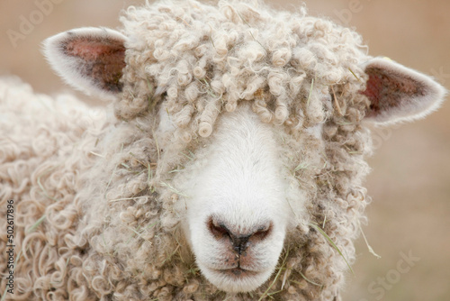 Close-up of a sheep, Fort Steele, British Columbia, Canada photo