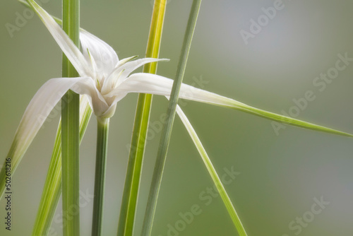 White Topped Sedge (Dichromena colorata) known as Star Grass or Star Rush photo