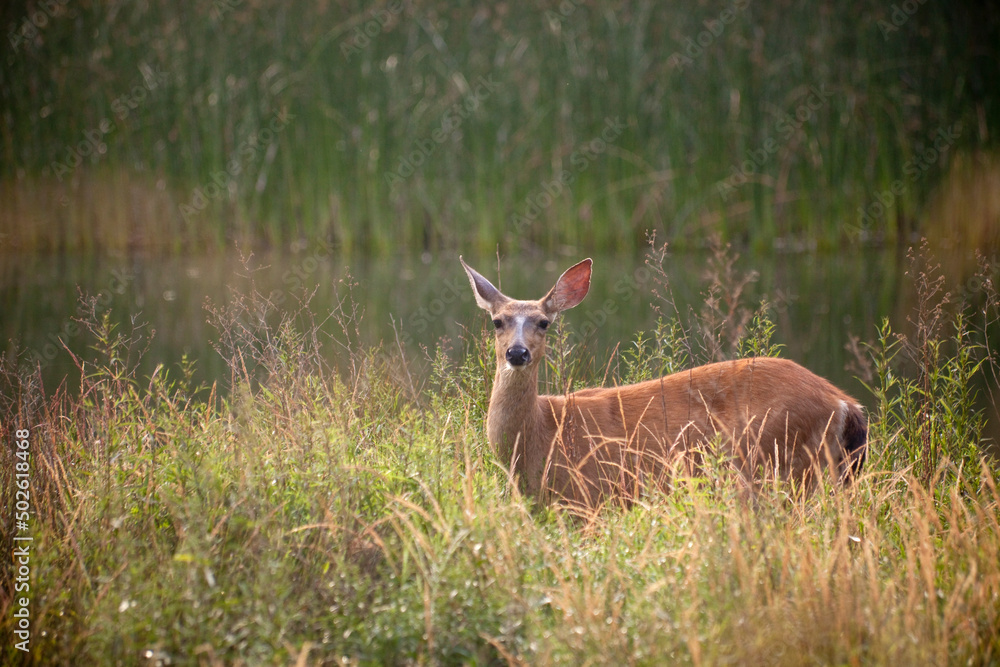 USA, Washington, Seabeck, blacktail deer by pond USA, Washington, Seabeck, blacktail deer by pond