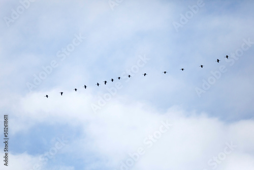 Flock of Sandhill cranes (Grus canadensis) flying forming a horizontal line, Village Island, British Columbia, Canada photo