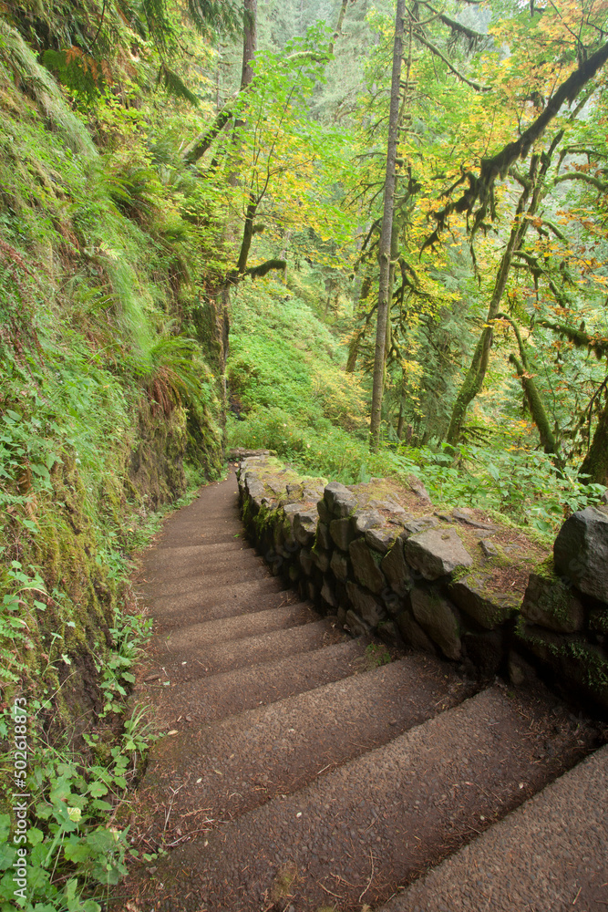 USA, Oregon, Silverfalls State Park, Steps in forest USA, Oregon, Silverfalls State Park, Steps in forest