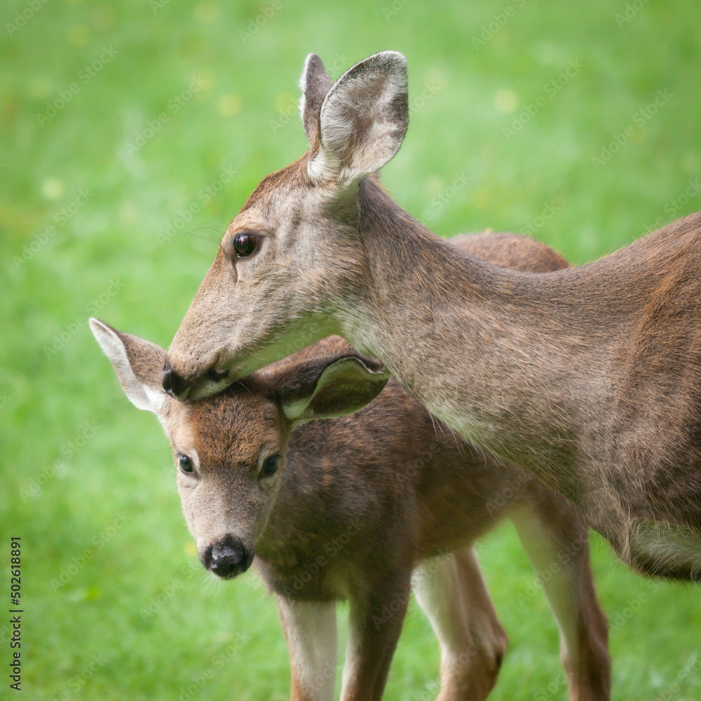 USA, Mother blacktail deer (Odocoileus columbianus) and her fawn USA, Mother blacktail deer (Odocoileus columbianus) and her fawn