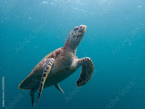 Hawksbill Green Sea Turtle in North Andaman Thailand
