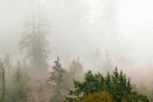 Fog over a forest, Hood Canal, Seabeck, Kitsap County, Washington State, USA photo