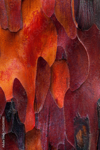Close-up of Pacific Yew Bark (taxus brevifolia) photo