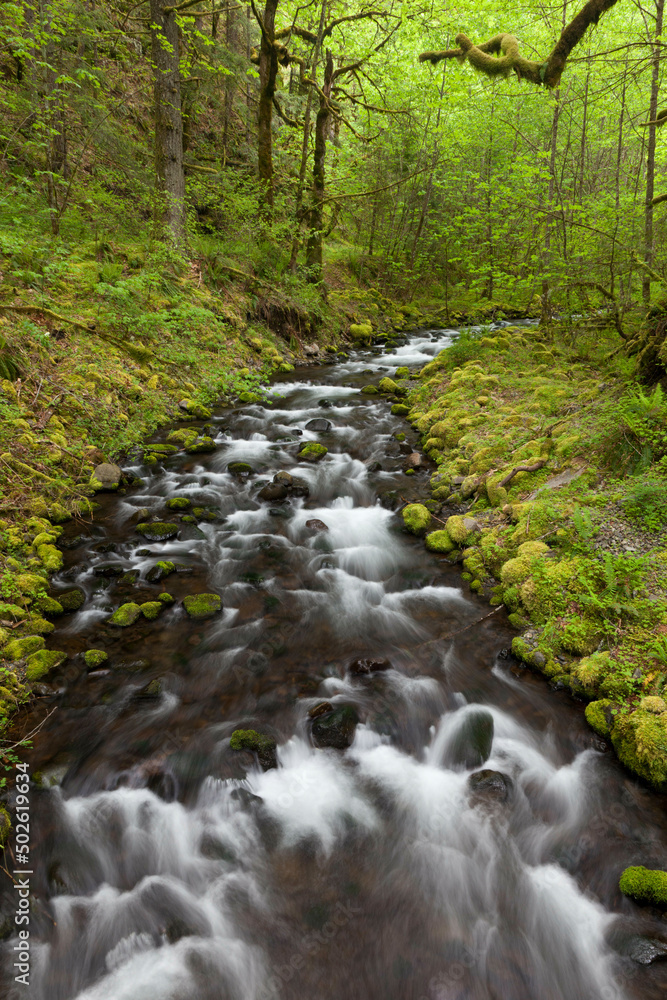 USA, Oregon, Columbia River Gorge, Gorton Creek, Scenic view of stream in forest USA, Oregon, Columbia River Gorge, Gorton Creek, Scenic view of stream in forest