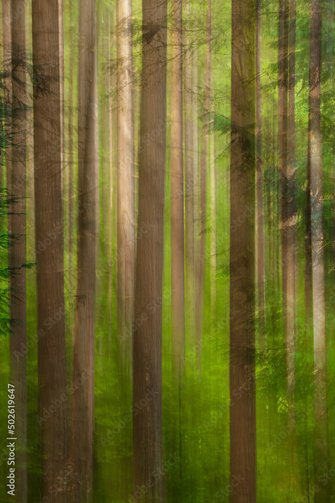 USA, Oregon, Columbia River Gorge, Elowah Falls Trail, View of tree trunks USA, Oregon, Columbia River Gorge, Elowah Falls Trail, View of tree trunks