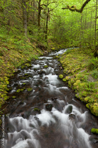 USA, Oregon, Columbia River Gorge, Gorton Creek, Scenic view of stream in forest photo