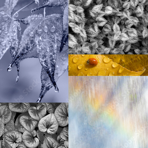 Collage of Water and Leaf Images photo