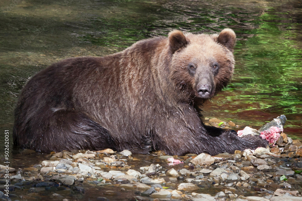 USA, Alaska, Hoonah, Brown Bear Eating Salmon USA, Alaska, Hoonah, Brown Bear Eating Salmon