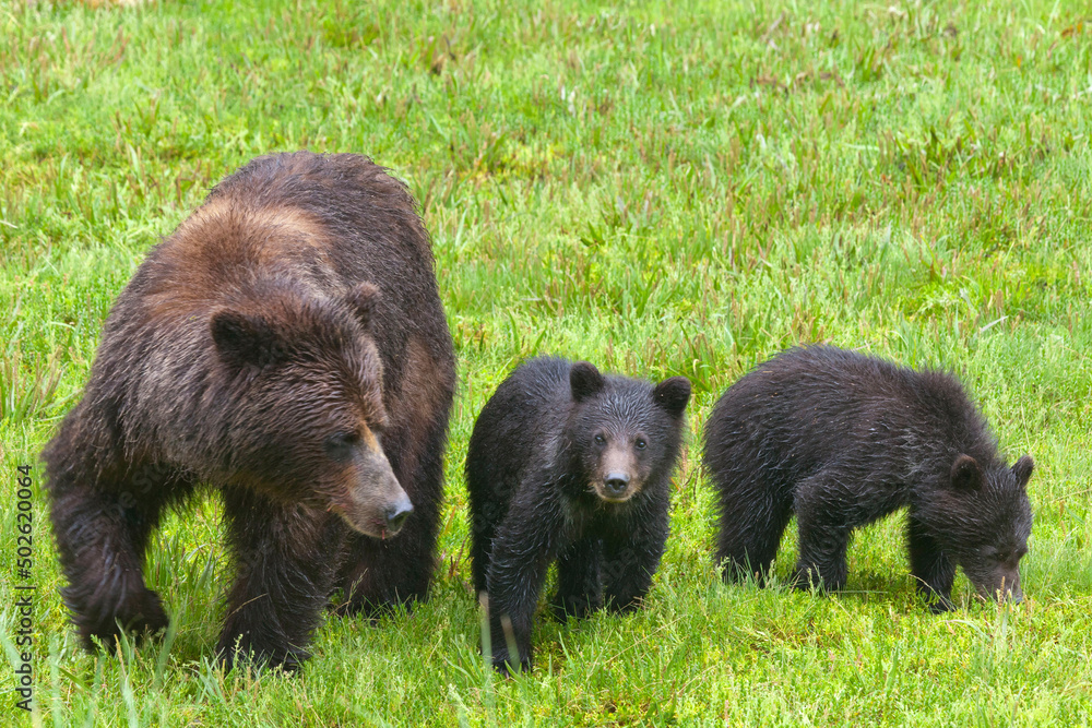 USA, Alaska, Admiralty Island National Monument, Kotznoowoo Wilderness, Tongass National Forest, Brown Bears at Pack Creek USA, Alaska, Admiralty Island National Monument, Kotznoowoo Wilderness, Tongass National Forest, Brown Bears at Pack Creek