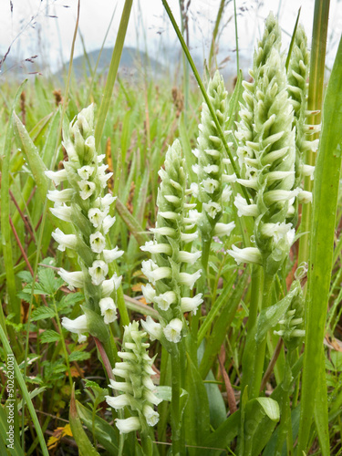 USA, Alaska, Glacier Bay National Park, Dundas Bay, Ladies Tresses photo