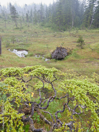 USA, Alaska, Glacier Bay National Park, Dundas Bay, Muskeg photo