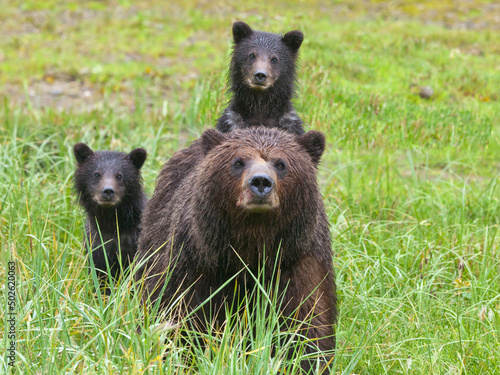 USA, Alaska, Admiralty Island National Monument, Kotznoowoo Wilderness, Tongass National Forest, Brown Bears at Pack Creek photo