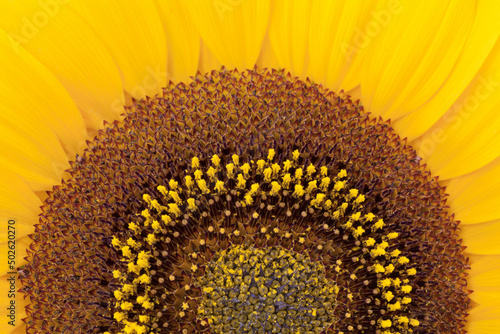 Sun Flower, Close-up photo