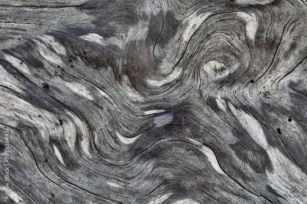 Details of patterns in driftwood, Rialto Beach, Olympic National Park, Washington State, USA Details of patterns in driftwood, Rialto Beach, Olympic National Park, Washington State, USA