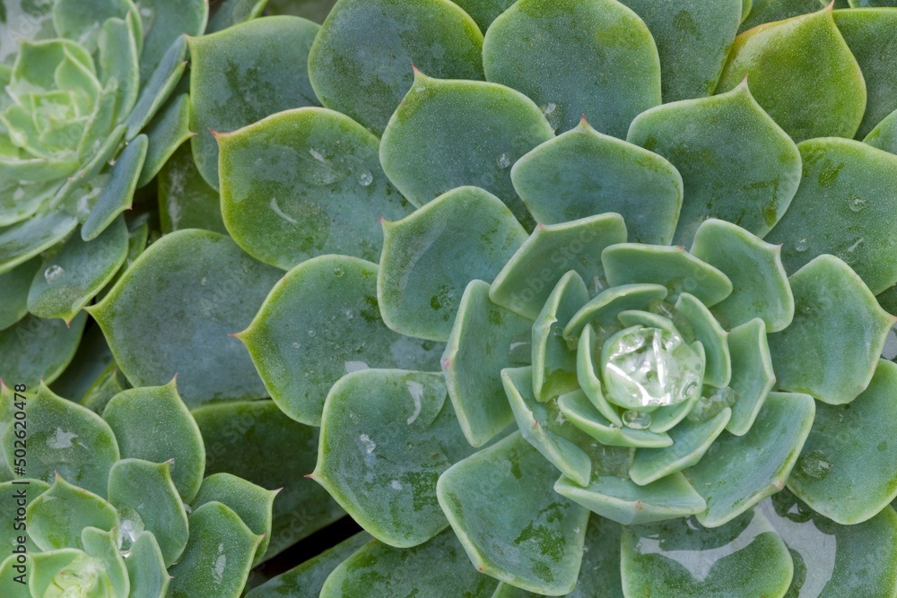 Succulent plant with dew drops Succulent plant with dew drops