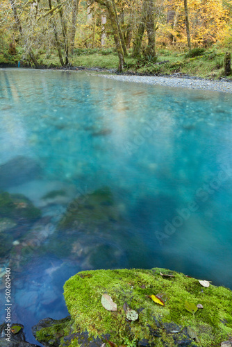 River in autumn, Quinault River, Olympic National Park, Washington State, USA photo