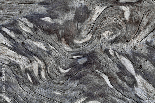 Details of patterns in driftwood, Rialto Beach, Olympic National Park, Washington State, USA photo
