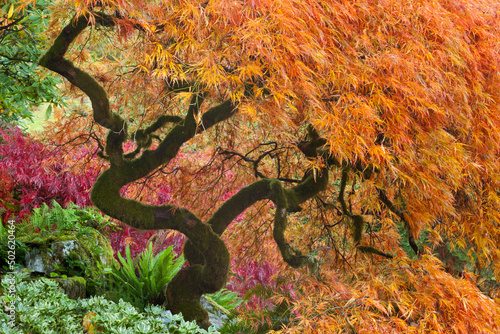 Japanese maple (Acer palmatum) tree in autumn photo