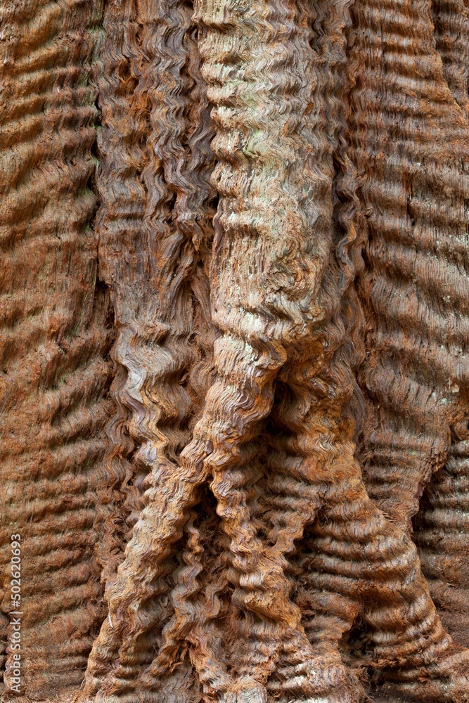 USA, California, Close up of Redwood bark, Big Basin Redwoods State Park USA, California, Close up of Redwood bark, Big Basin Redwoods State Park