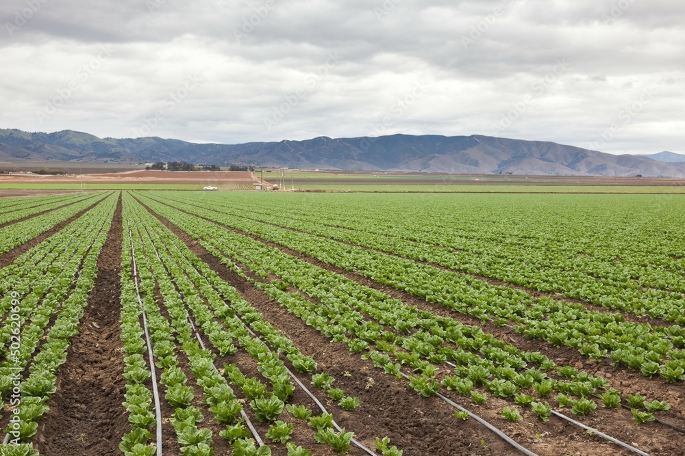 USA, California, Soledad, Lettuce crop USA, California, Soledad, Lettuce crop