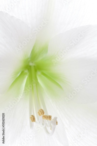 Close up of Amaryllis, Mont Blanc photo