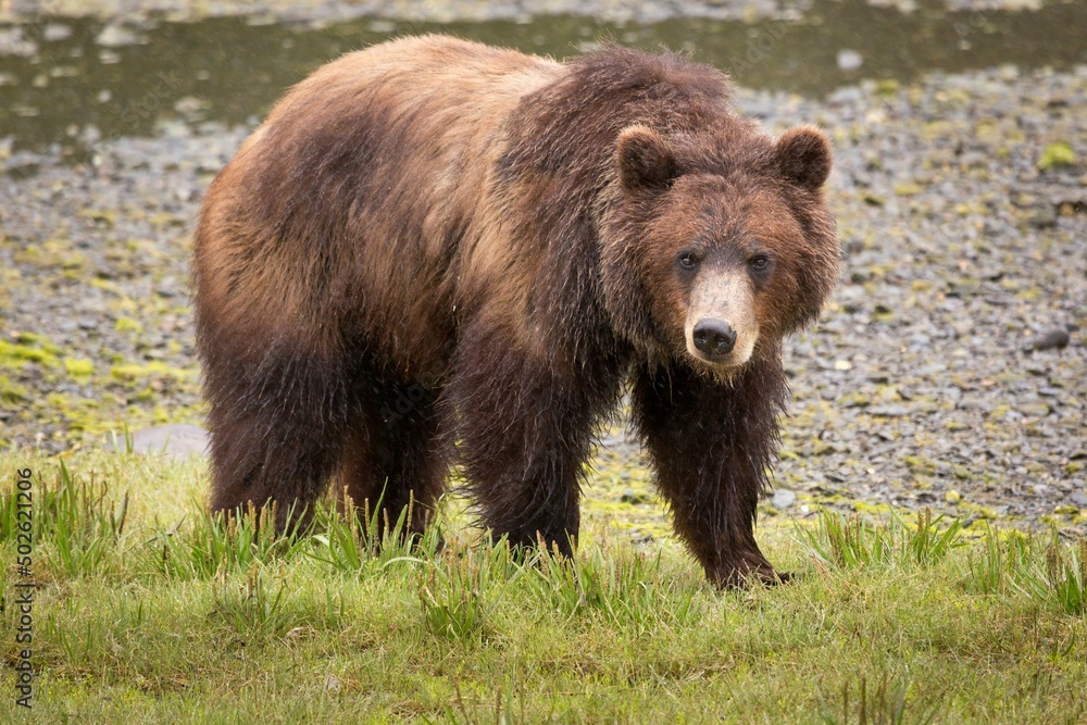 Brown bear (Ursus arctos) in a field, Pack Creek, Admiralty Island National Monument, Admiralty Island, Alaska, USA Brown bear (Ursus arctos) in a field, Pack Creek, Admiralty Island National Monument, Admiralty Island, Alaska, USA