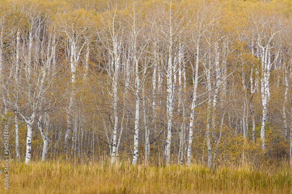 Aspen trees along the Alpine Loop Road - Utah, Wasatch Cache National Forest Aspen trees along the Alpine Loop Road - Utah, Wasatch Cache National Forest