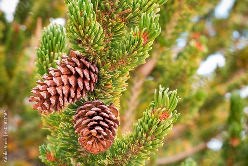 Bristlecone Pinecones on a tree, Ancient Bristlecone Pine Forest, White Mountains Wilderness, Inyo National Forest, California, USA photo
