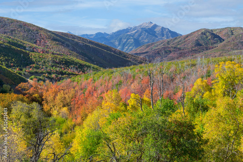 Cascade Springs area, Mt. Baldy, Utah, Wasatch Cache National Forest