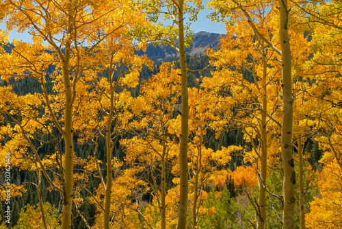 Fall aspen trees - Utah, Wasatch Cache National Forest photo