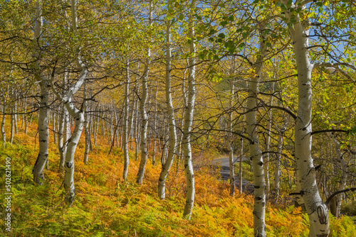 Aspen trees along the Alpine Loop Road, Utah, Wasatch Cache National Forest photo