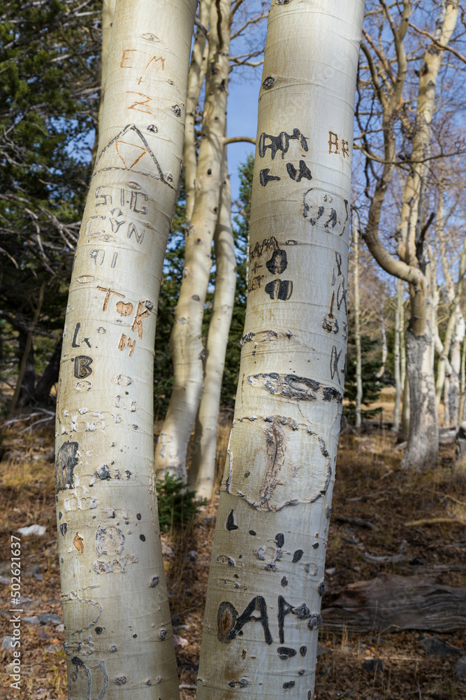 Vandalized Aspen trees with Graffiti carved into the trunks - Nevada, Great Basin National Park Vandalized Aspen trees with Graffiti carved into the trunks - Nevada, Great Basin National Park