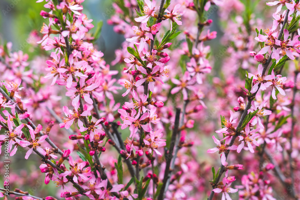 Spring border or background art with pink blooming. Beautiful nature scene with a flowering tree and solar flares. Easter spring, Spring flowers. Beautiful Abstract blurred background Spring border or background art with pink blooming. Beautiful nature scene with a flowering tree and solar flares. Easter spring, Spring flowers. Beautiful Abstract blurred background