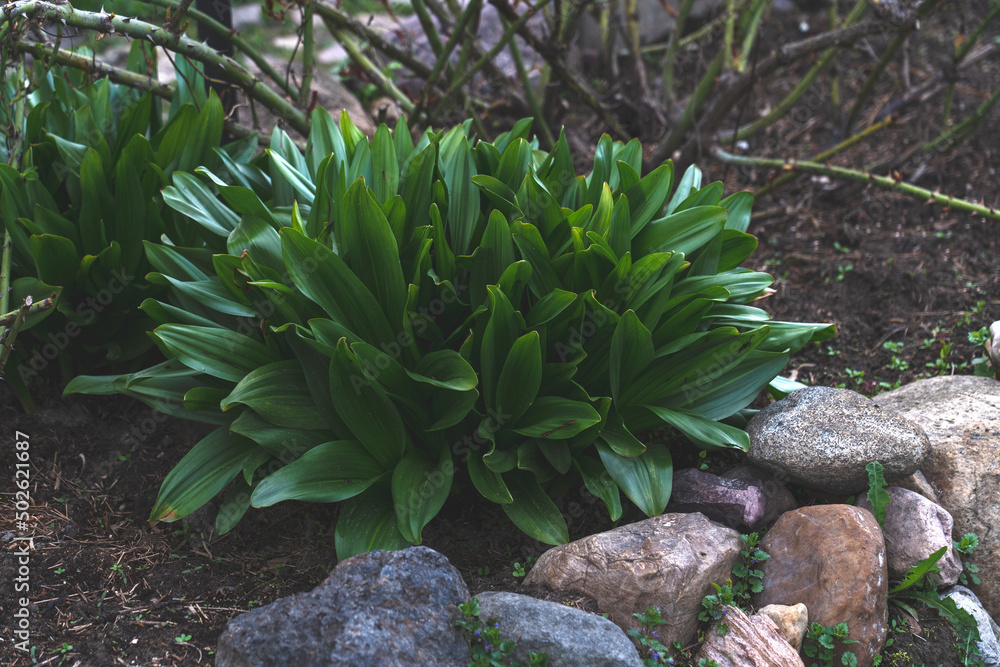 green evergreen flower in the garden, gardening and floriculture theme, growing plants in your garden, early spring green plants after rain with raindrops green evergreen flower in the garden, gardening and floriculture theme, growing plants in your garden, early spring green plants after rain with raindrops