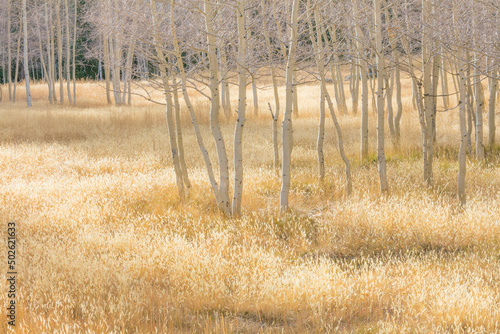 Grassy meadow and Aspen trees in fall - Nevada, Great Basin National Park photo