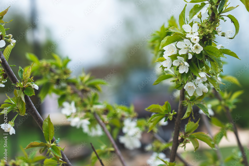 Pear tree flowers in spring with bees, Spring background, pear flowers on the background of a blooming garden, close-up with space for text