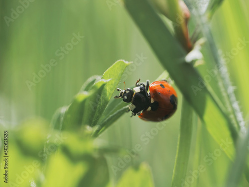 Macro photo of a ladybug on green grass