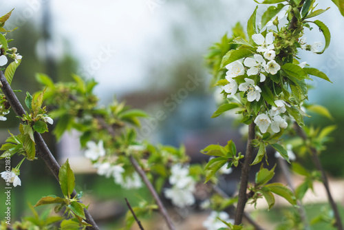 Pear tree flowers in spring with bees, Spring background, pear flowers on the background of a blooming garden, close-up with space for text