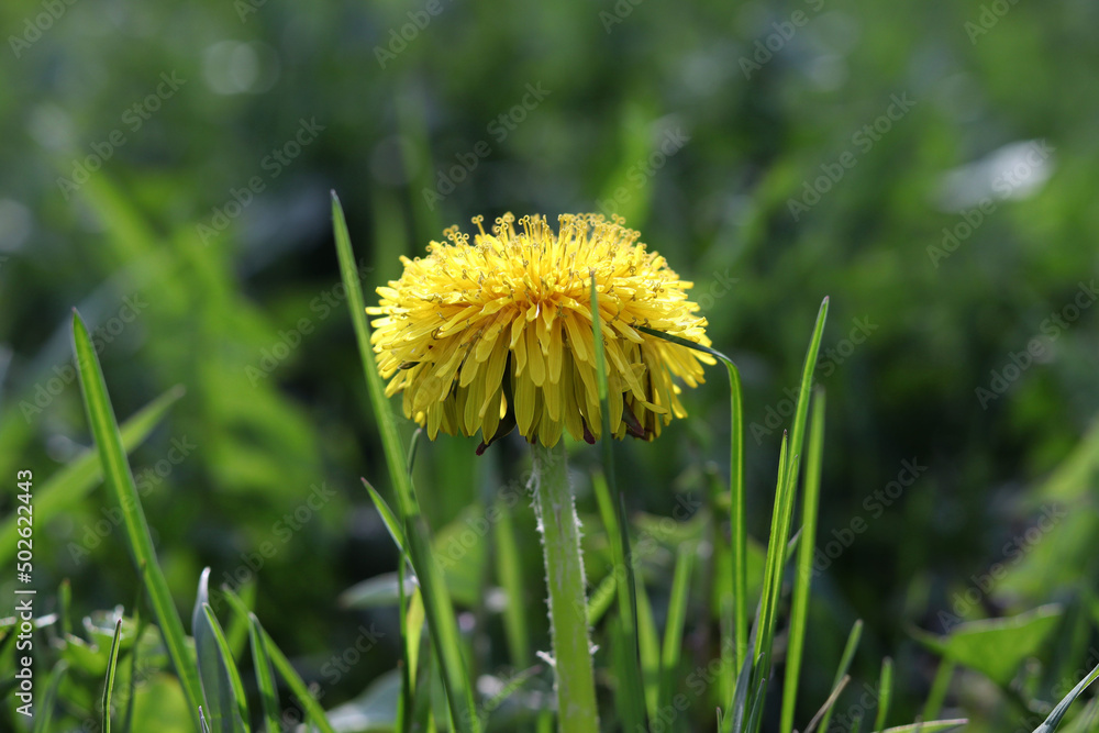 Dandelion in the grass. Yellow dandelion flower. Green grass. Close-up. Spring Greens. Spring mood. Dandelion in the grass. Yellow dandelion flower. Green grass. Close-up. Spring Greens. Spring mood.