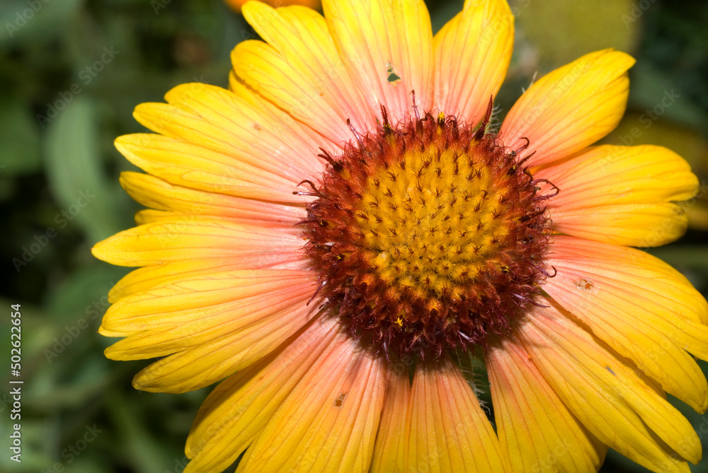 Close-up of a Blanket flower (Gaillardia pulchella) Close-up of a Blanket flower (Gaillardia pulchella)
