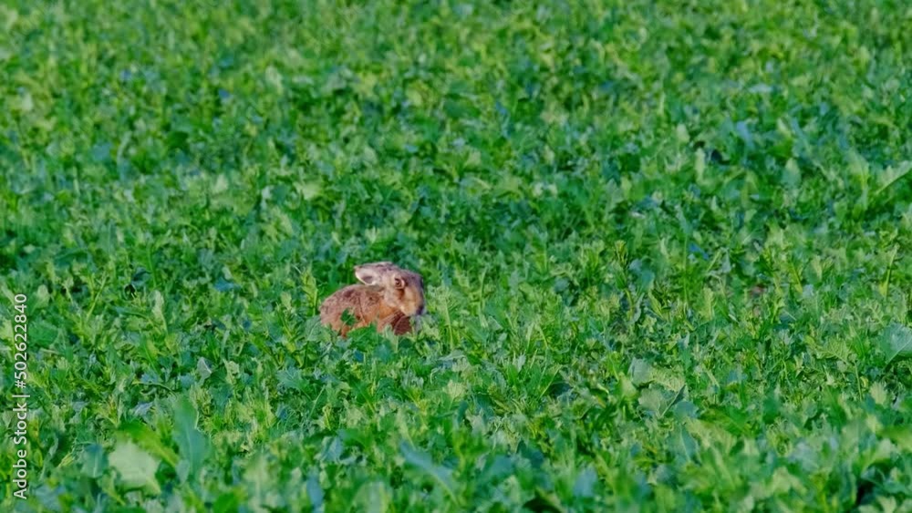 cute fluffy animal grazing on a green lawn, mammal hare of the lagomorph order, Lepus europaeus eats young rapeseed plants, concept of harming agriculture, object of amateur and sport hunting cute fluffy animal grazing on a green lawn, mammal hare of the lagomorph order, Lepus europaeus eats young rapeseed plants, concept of harming agriculture, object of amateur and sport hunting