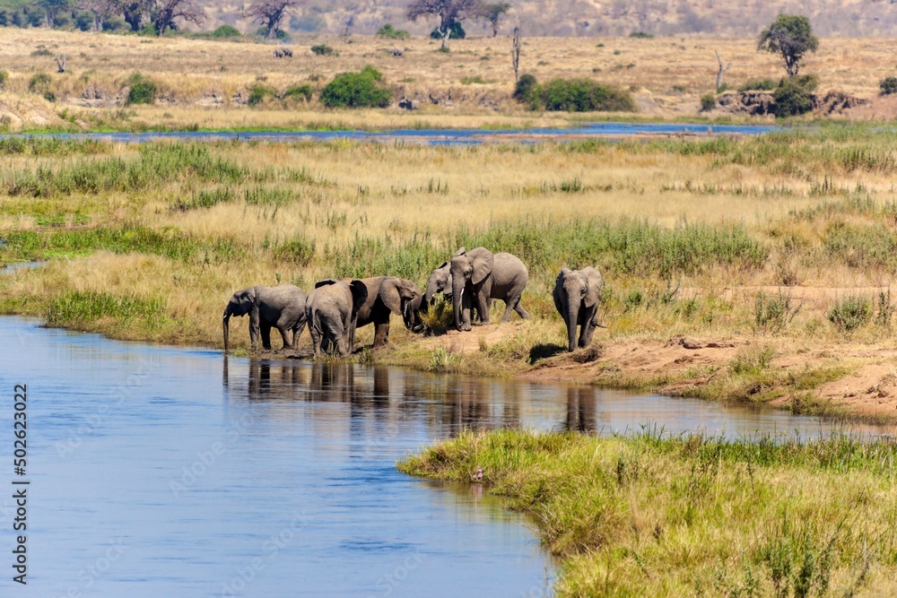 Herd of African elephants (Loxodonta africana) ay the waterhole, Ruaha National Park, Tanzania Herd of African elephants (Loxodonta africana) ay the waterhole, Ruaha National Park, Tanzania
