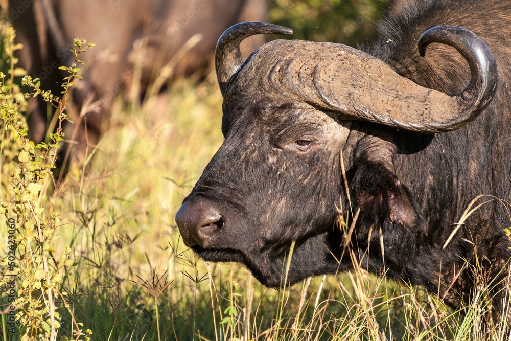 Close-up of a Cape buffalo (Syncerus caffer) Close-up of a Cape buffalo (Syncerus caffer)