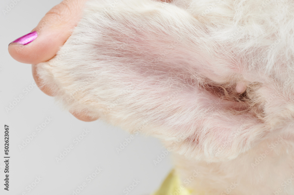 Clean healthy dog ear