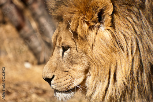 Close-up of an African lion (Panthera leo)