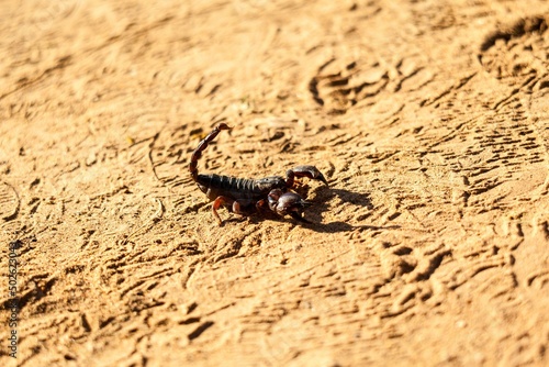 Close-up of an aggressive scorpion on sand