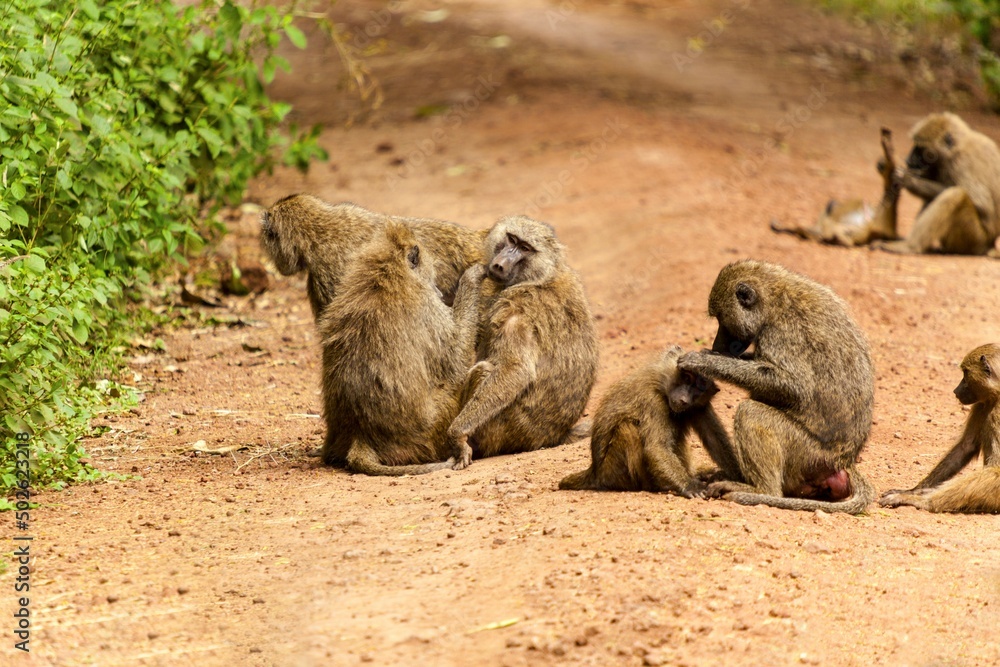 Baboon family playing and grooming in a forest, Serengeti National Park, Tanzania Baboon family playing and grooming in a forest, Serengeti National Park, Tanzania