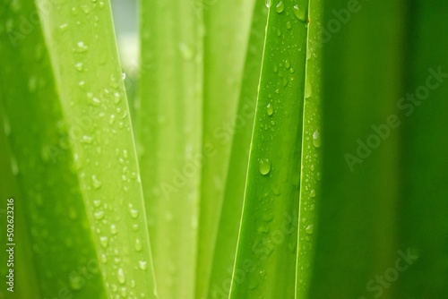 In selective focus Tropical green leaves with rain droplets and sunlight 